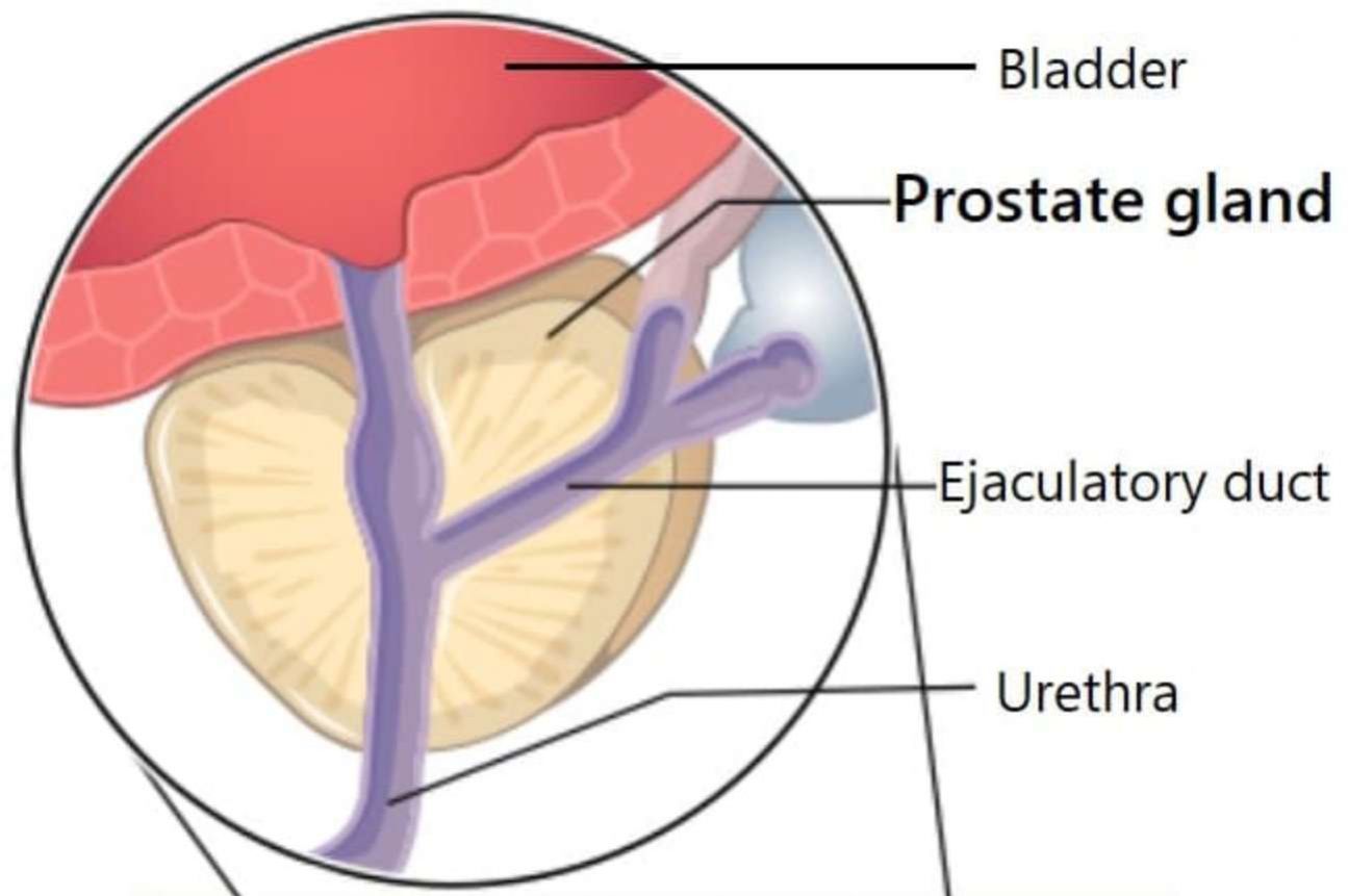 Does Fluxactive Work